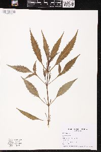 Bidens tripartita image