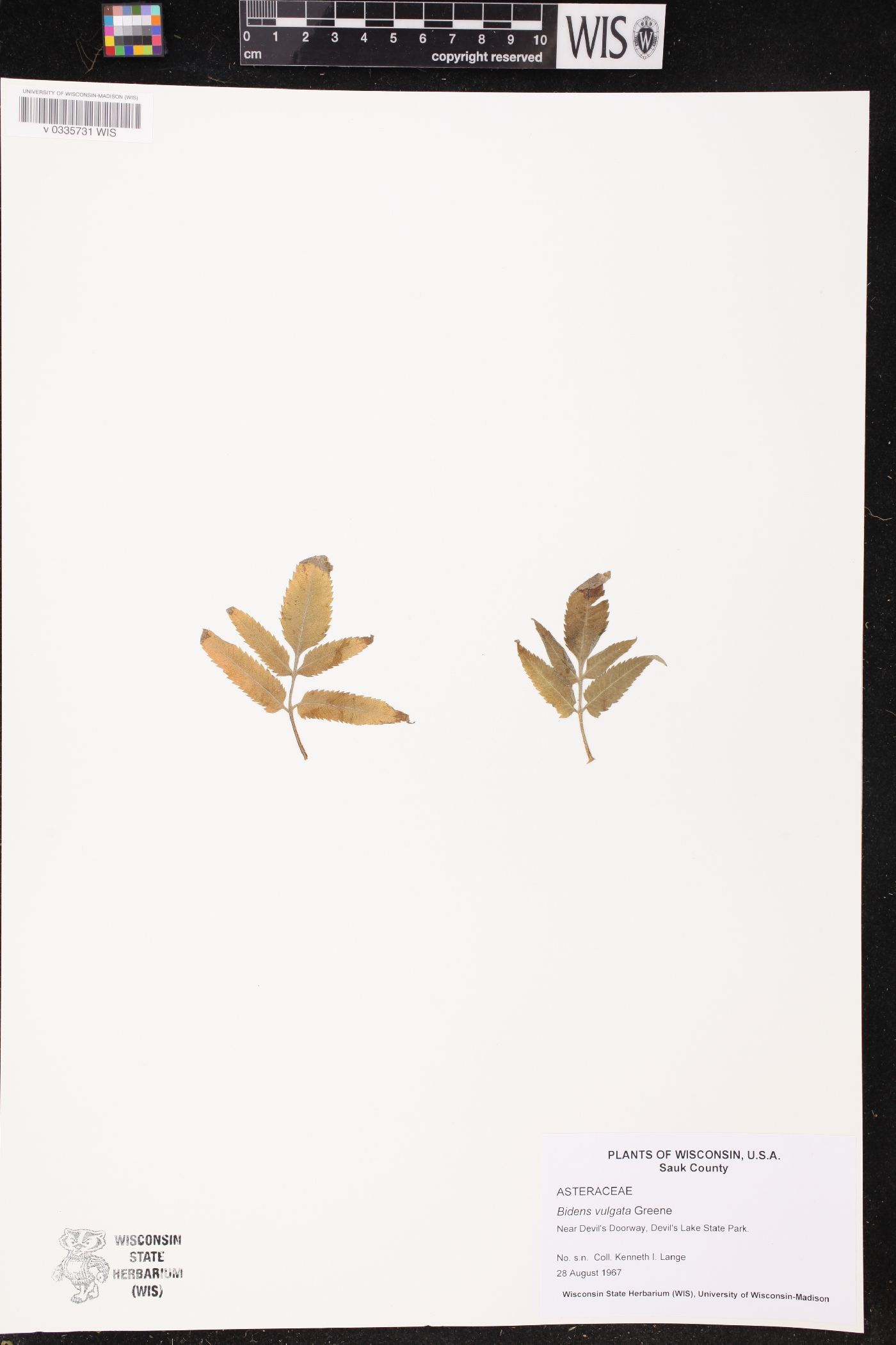 Bidens vulgata image