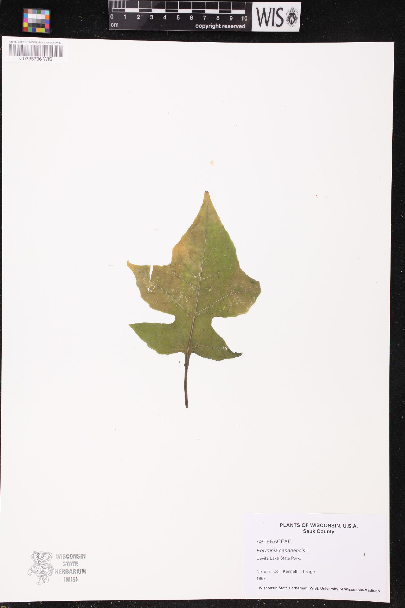 Polymnia canadensis image