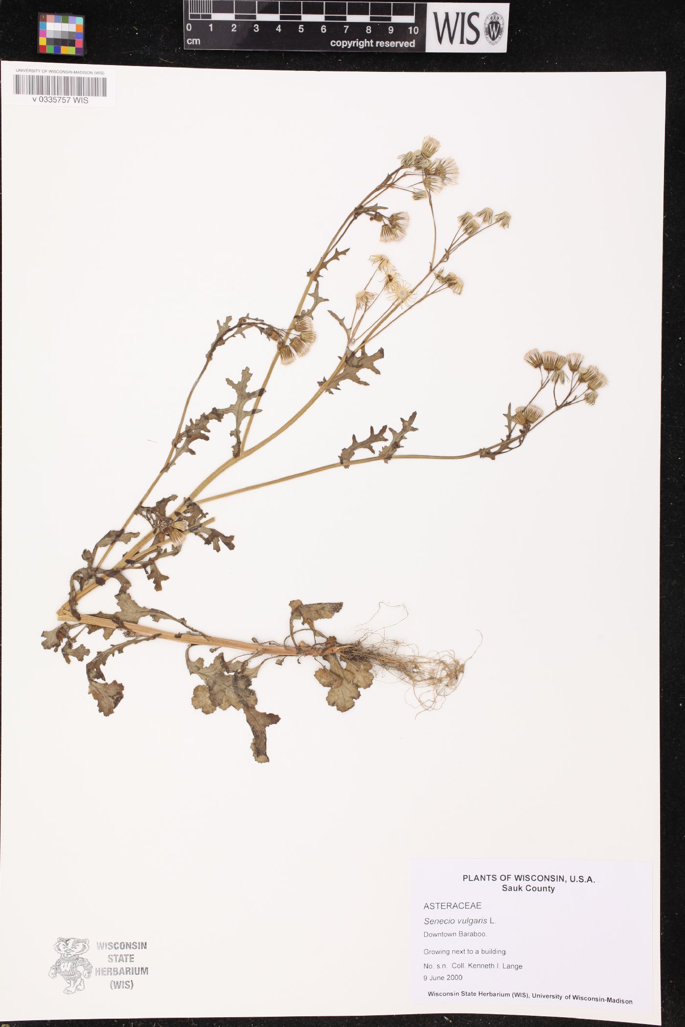 Senecio vulgaris image