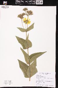 Silphium integrifolium image