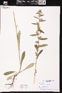 Solidago hispida image