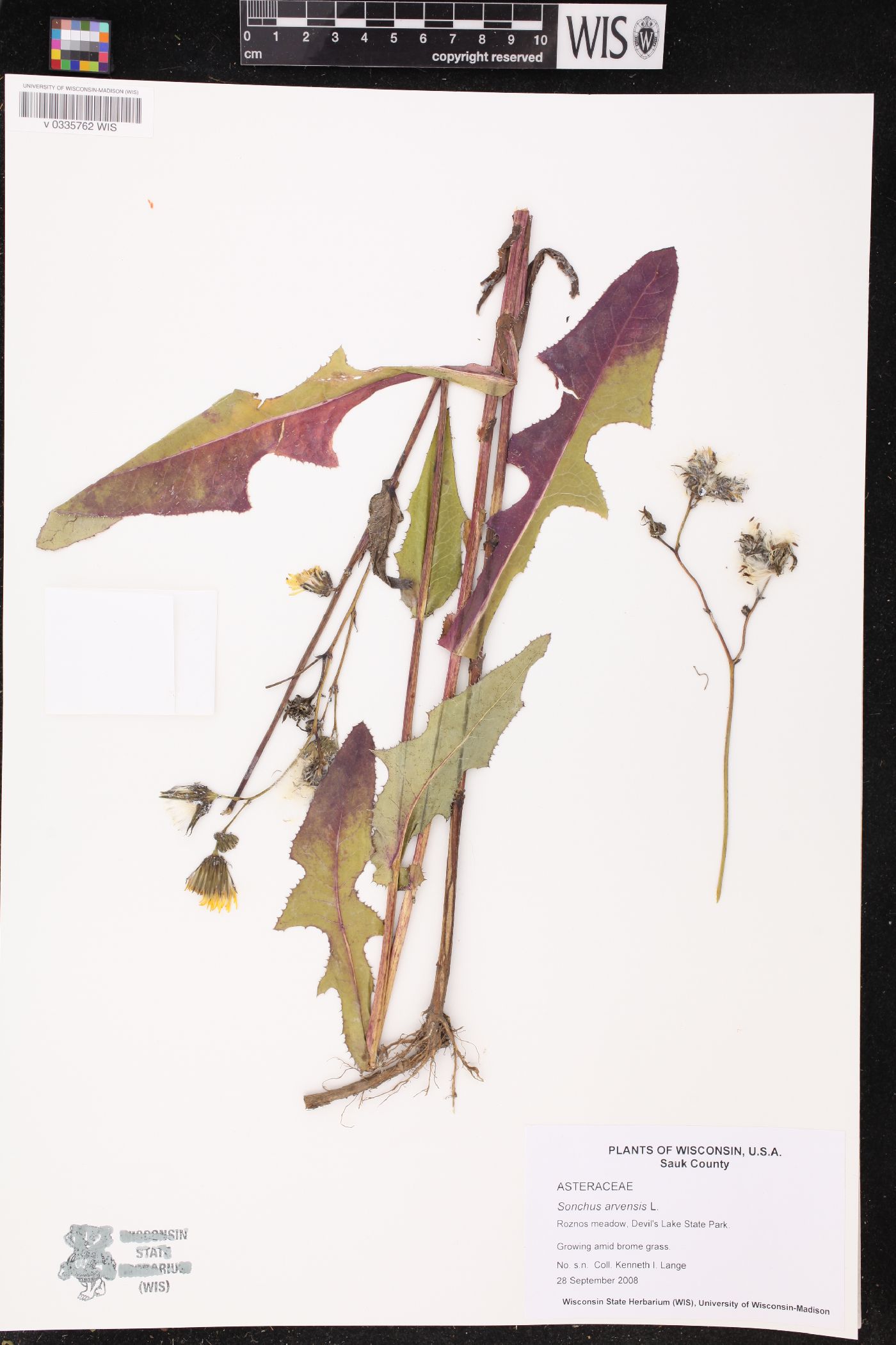 Sonchus arvensis image