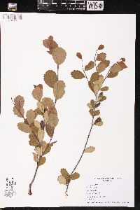 Betula pumila image