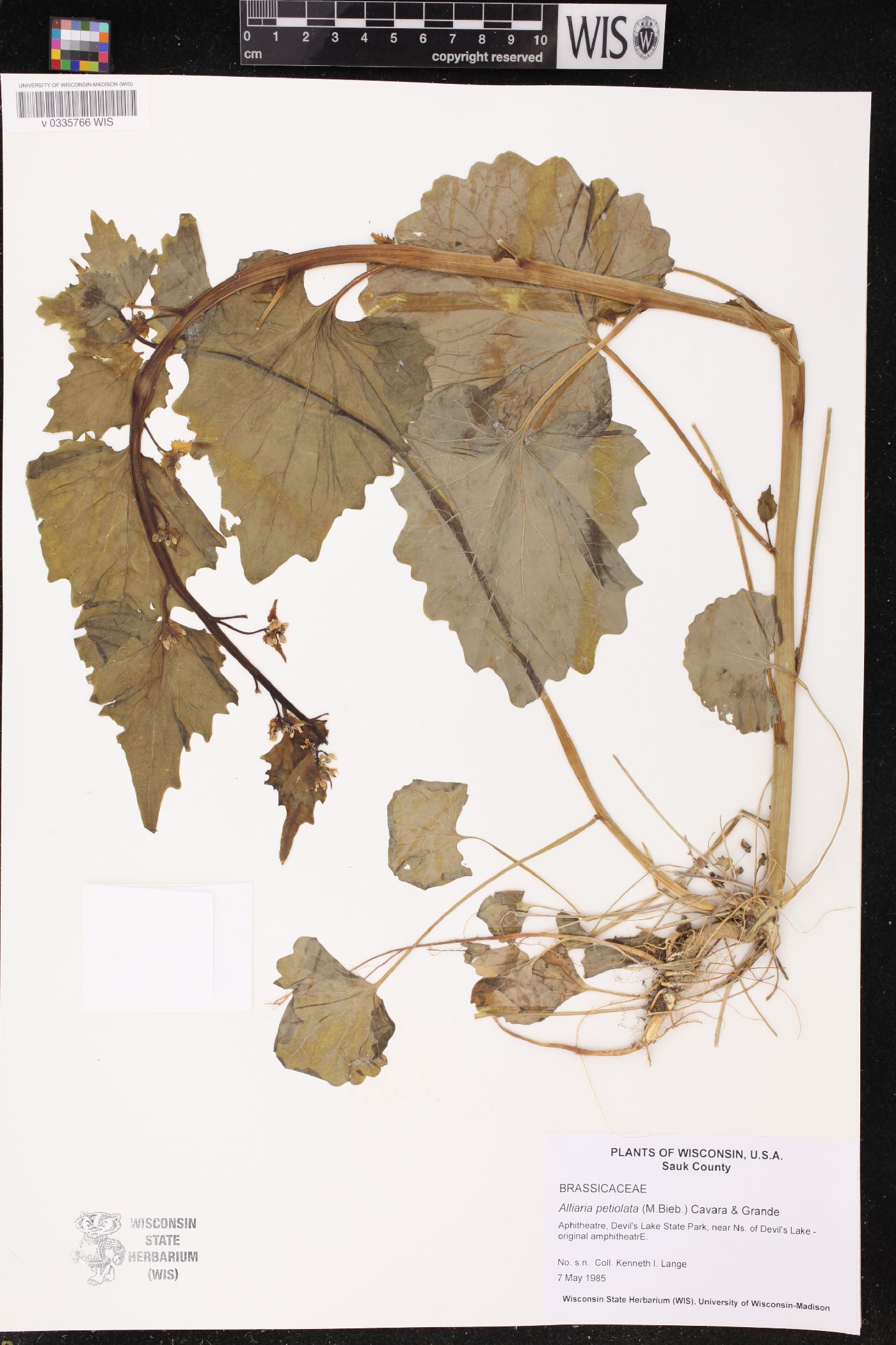 Alliaria petiolata image