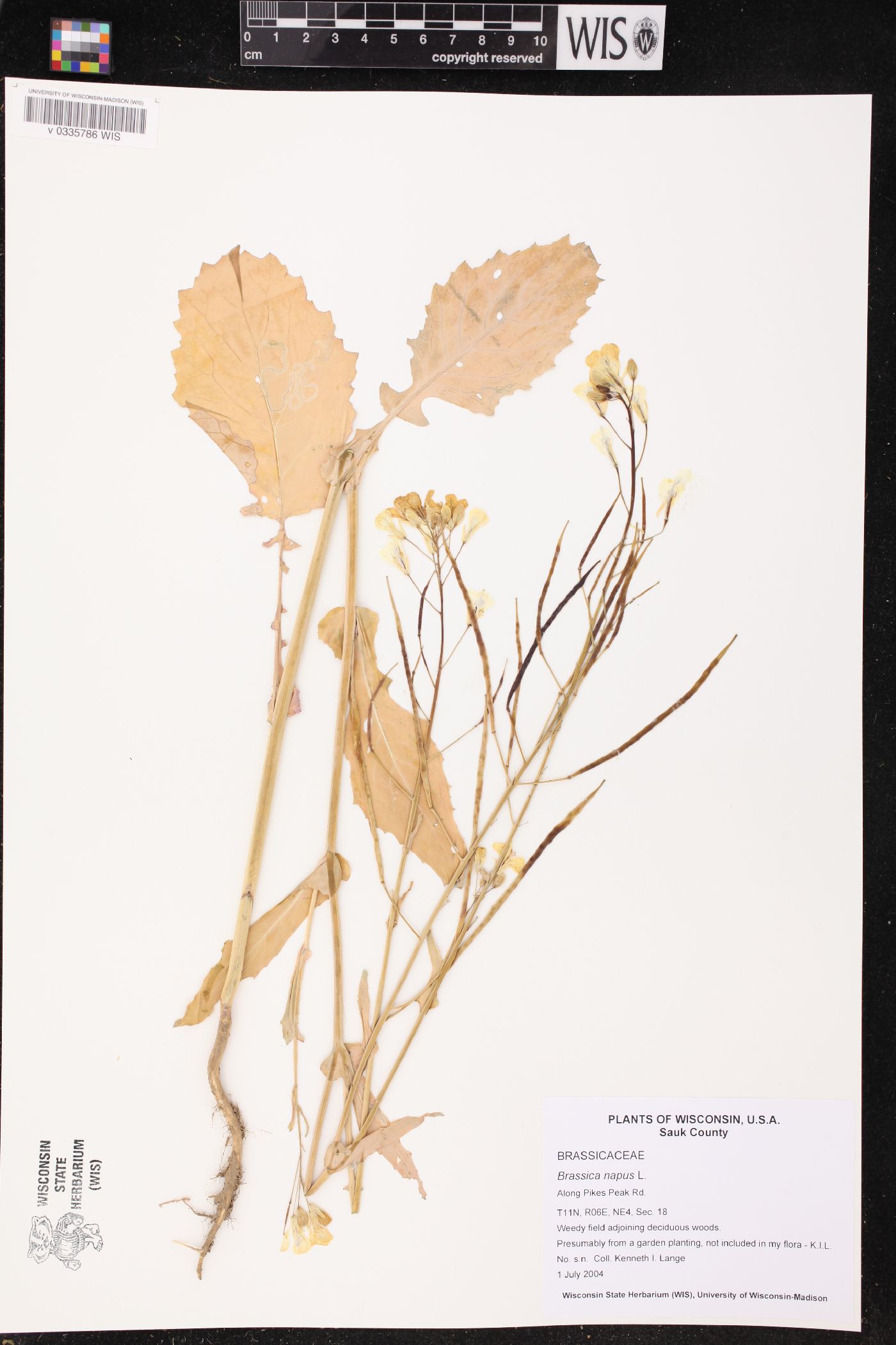 Brassica napus image