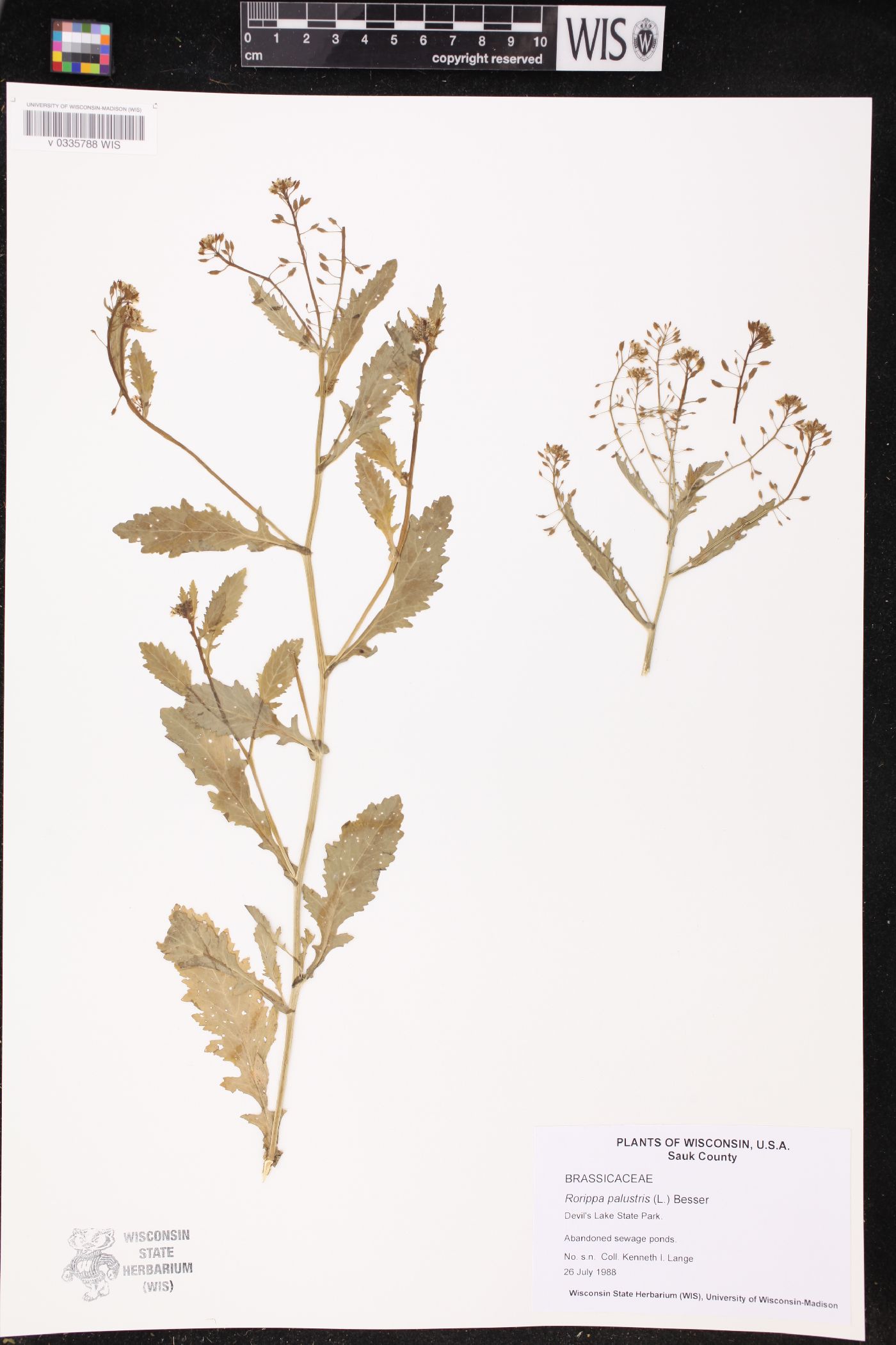 Rorippa palustris image