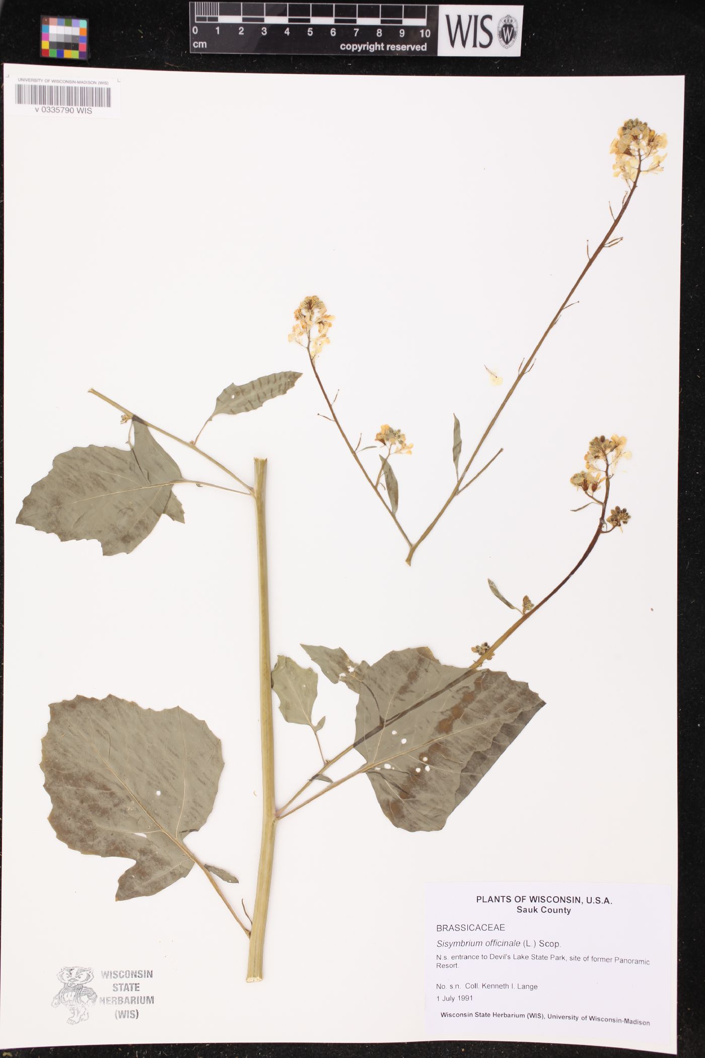 Sisymbrium officinale image