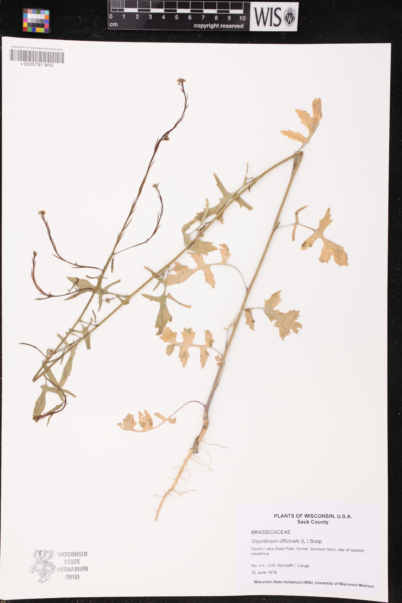 Sisymbrium officinale image