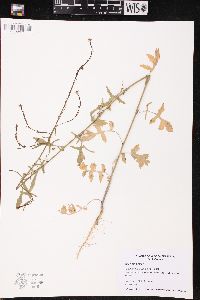 Sisymbrium officinale image