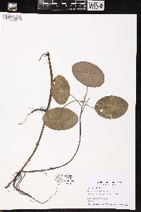 Brasenia schreberi image