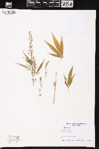 Cannabis sativa image