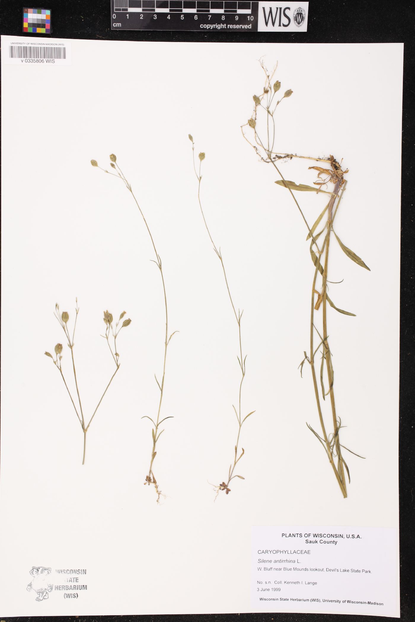 Silene antirrhina image