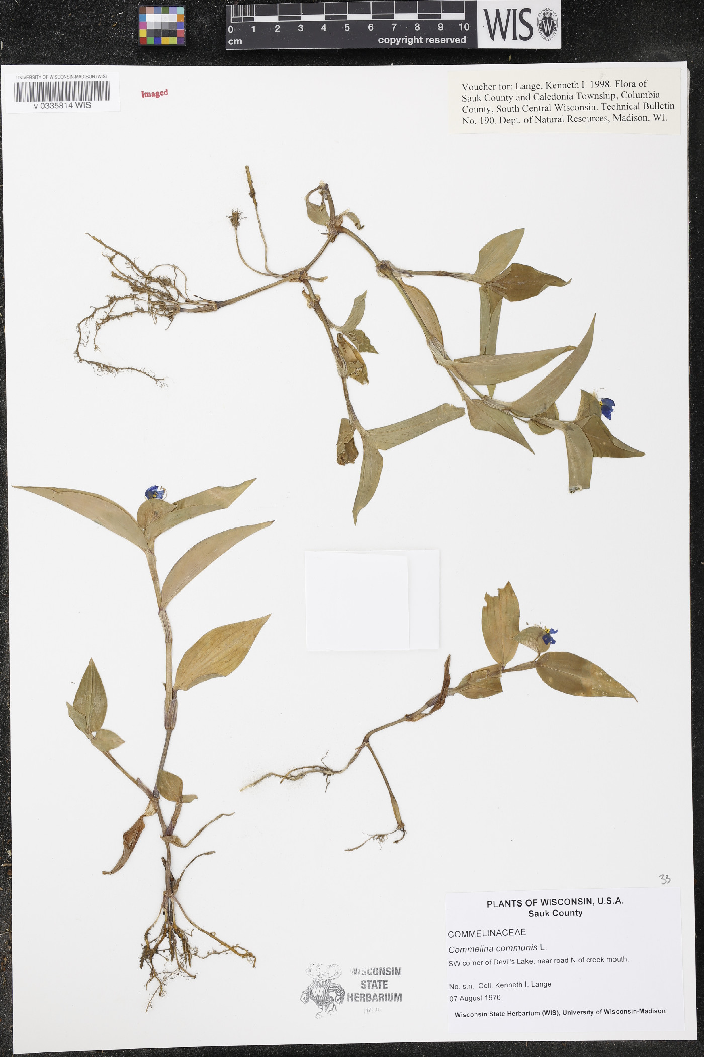 Commelina communis image