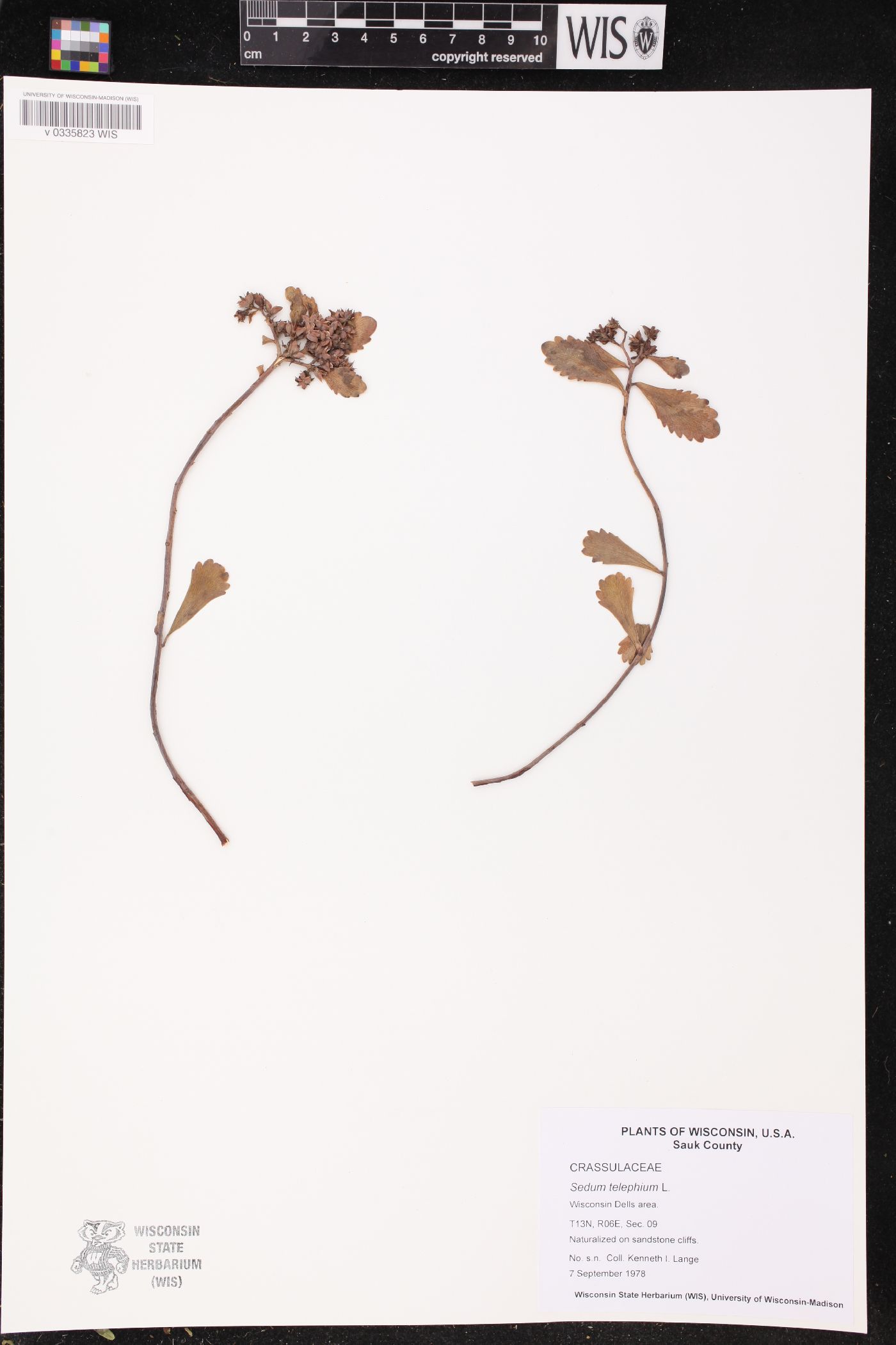 Hylotelephium telephium image