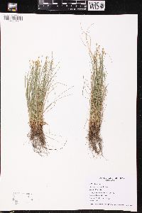 Trichophorum clintonii image