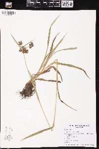 Scirpus hattorianus image