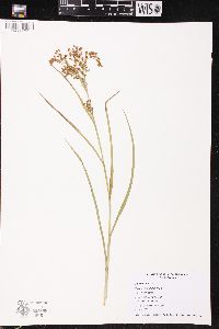 Scirpus pendulus image