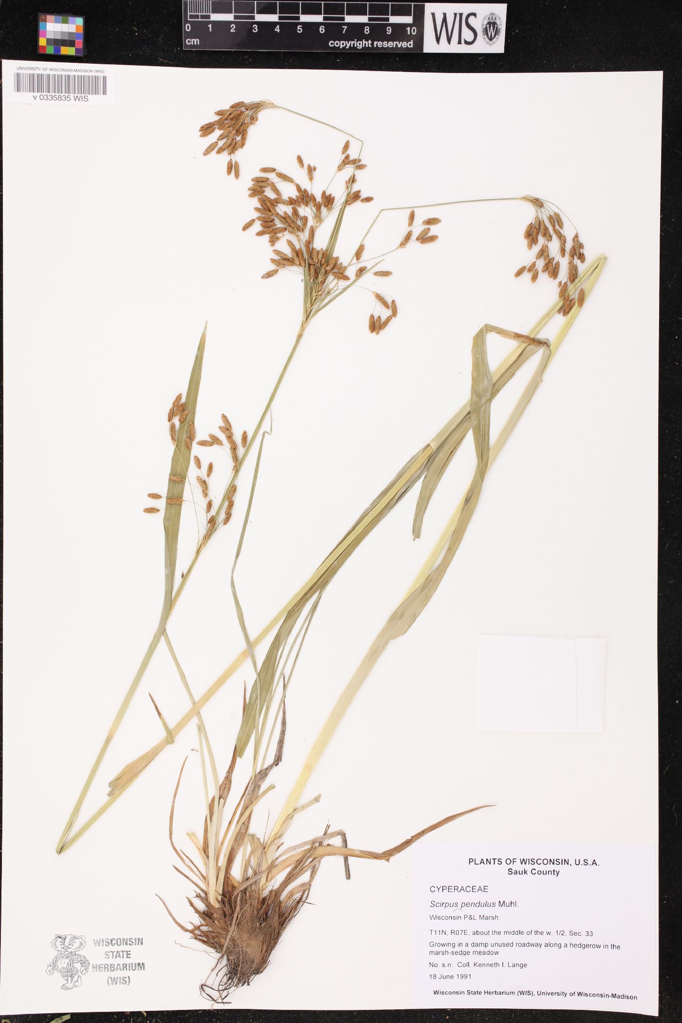 Scirpus pendulus image