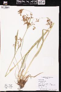 Scirpus pendulus image