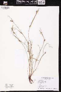 Scleria reticularis image