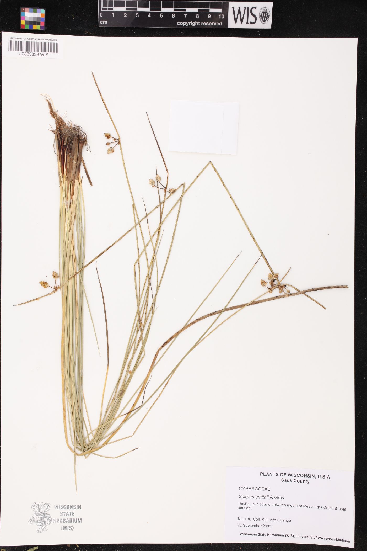 Schoenoplectus smithii image