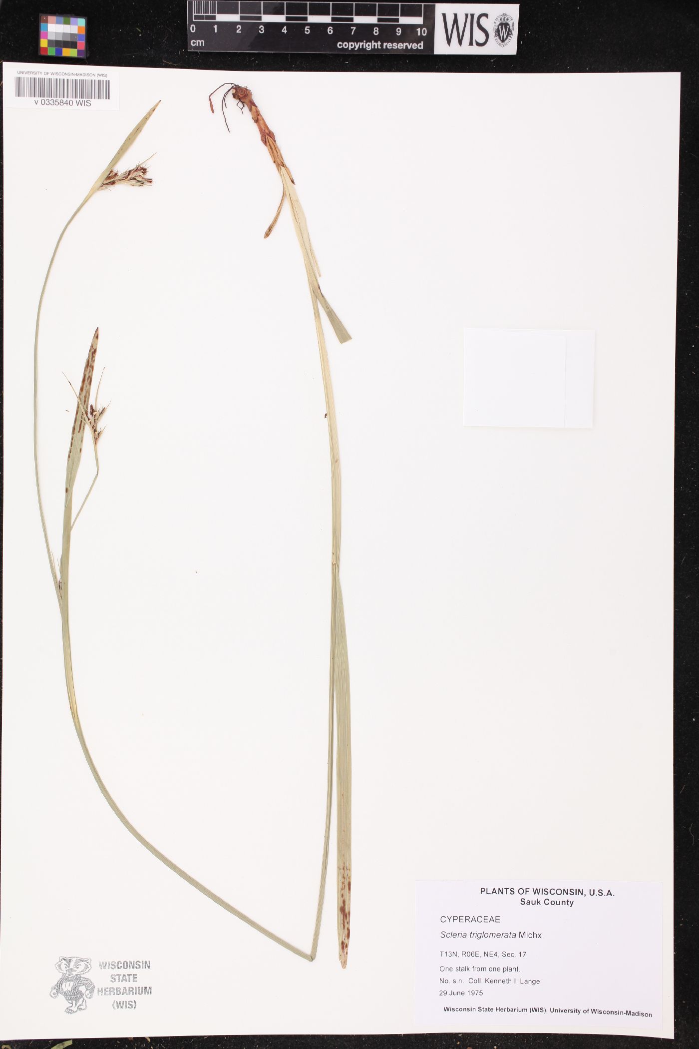 Scleria triglomerata image