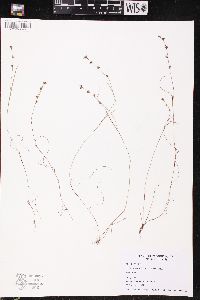 Scleria verticillata image