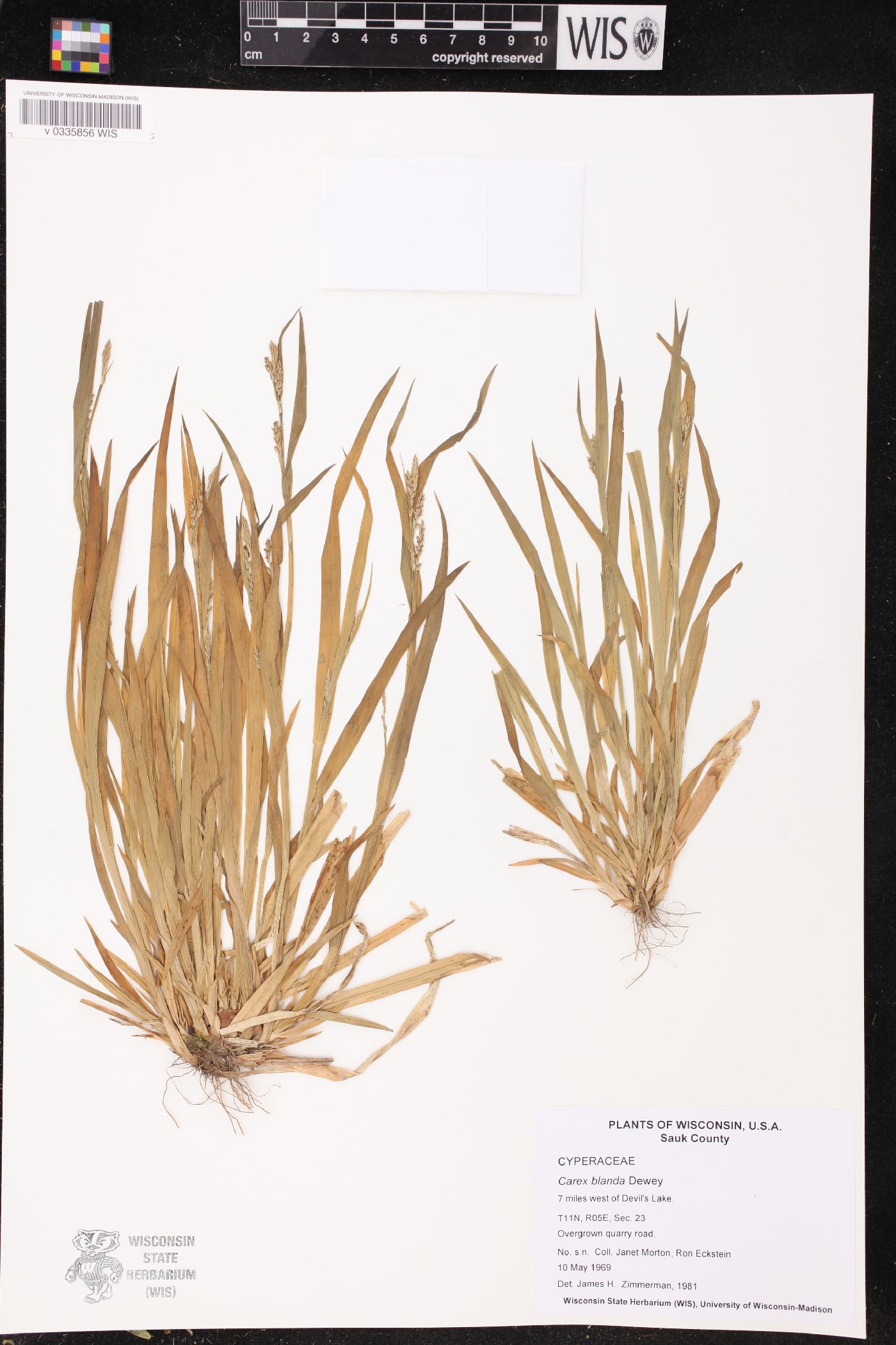 Carex blanda image