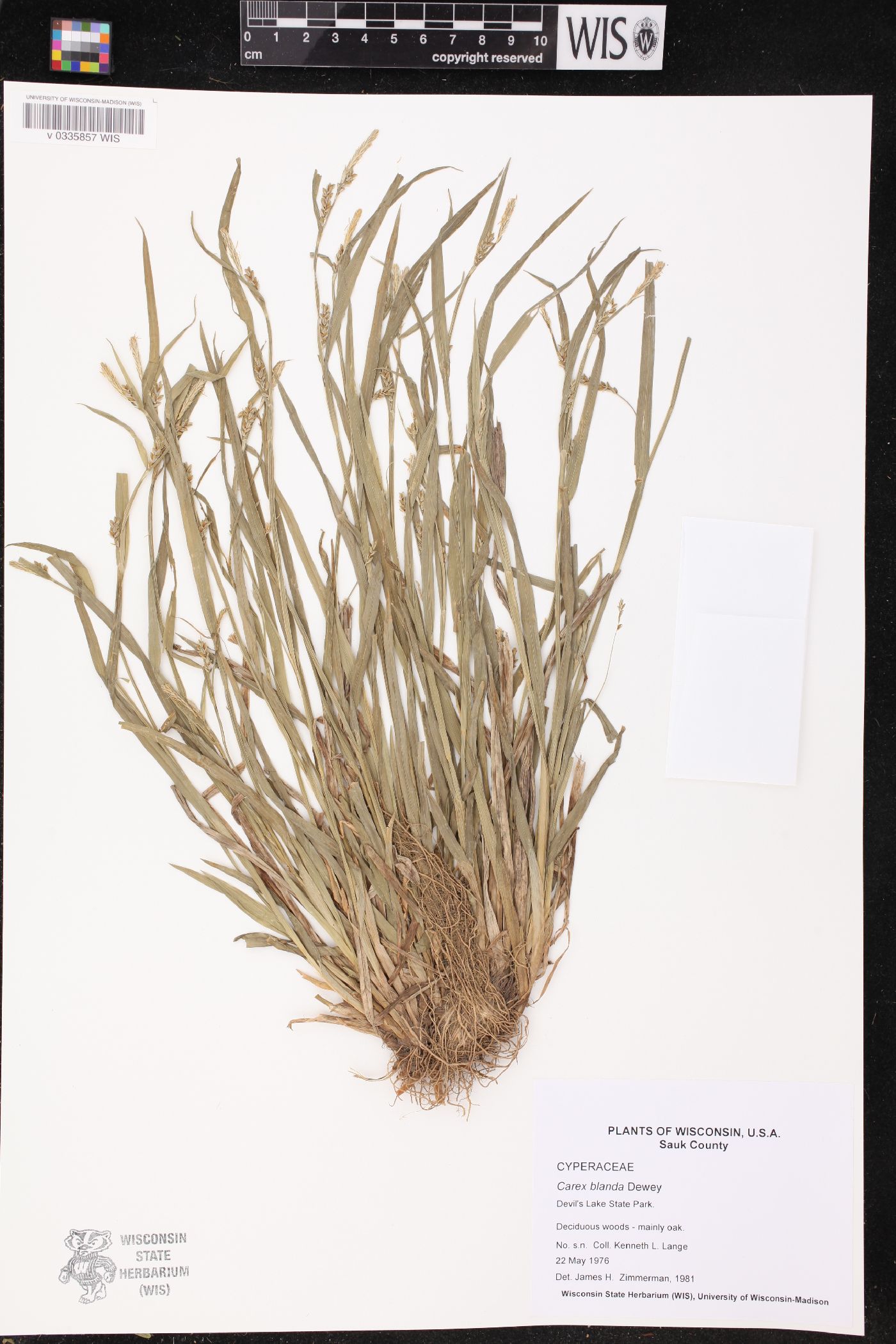 Carex blanda image