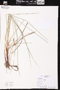 Carex buxbaumii image