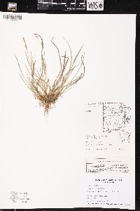 Carex conoidea image