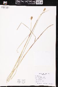 Carex cristatella image