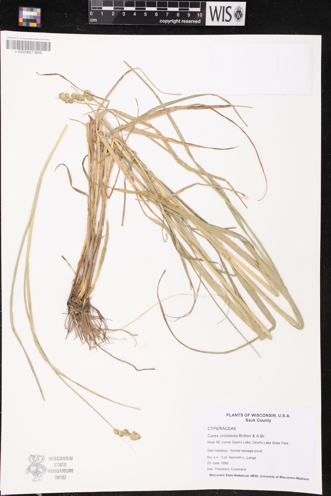 Carex cristatella image
