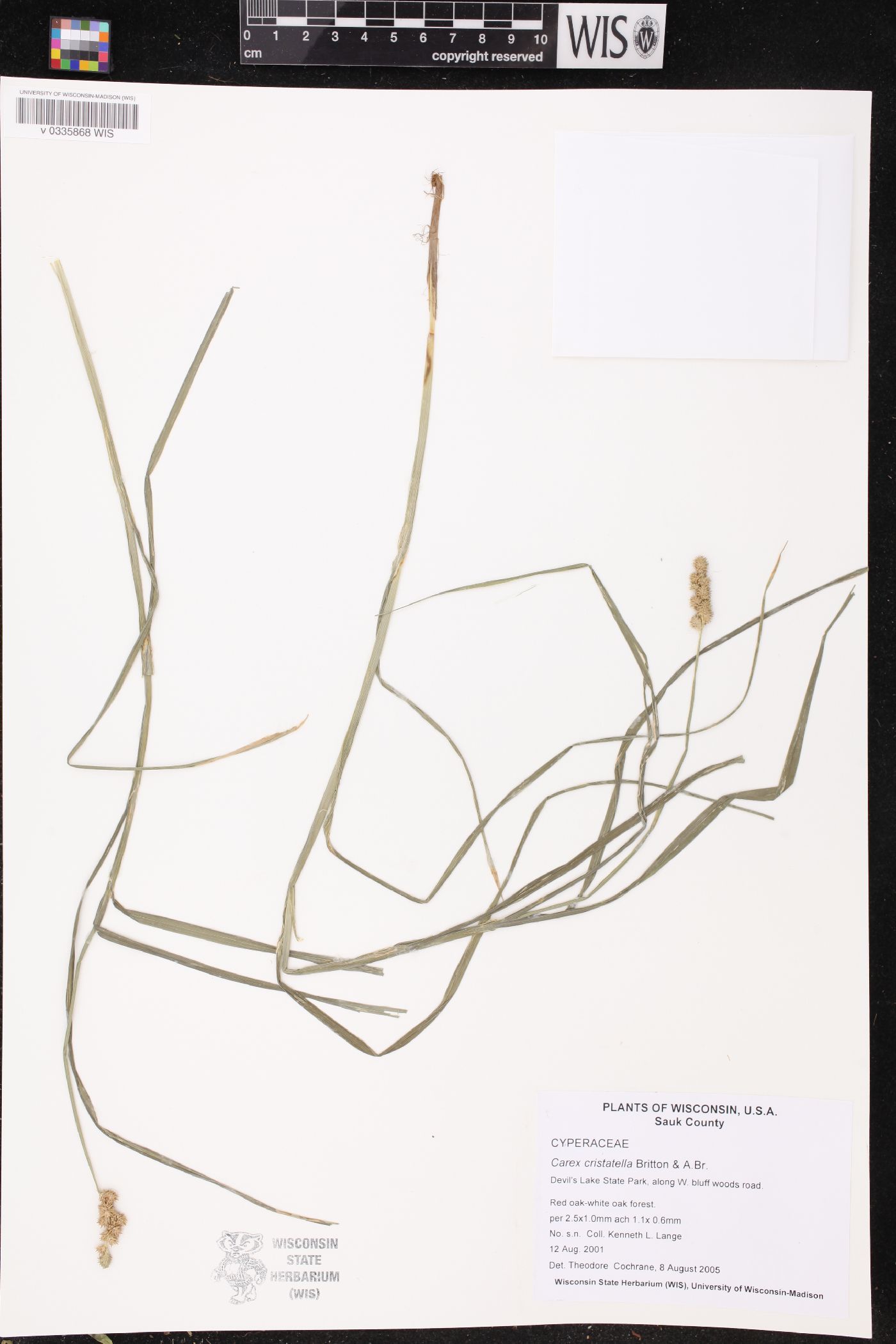 Carex cristatella image