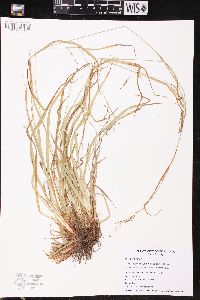 Carex debilis subsp. rudgei image