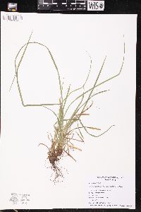 Carex debilis subsp. rudgei image