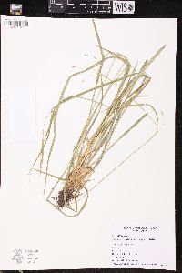 Carex debilis subsp. rudgei image