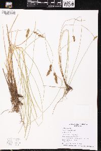 Carex diandra image