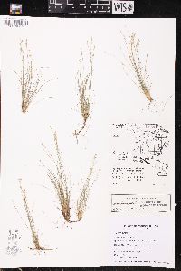Carex eburnea image