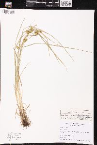 Carex flava image