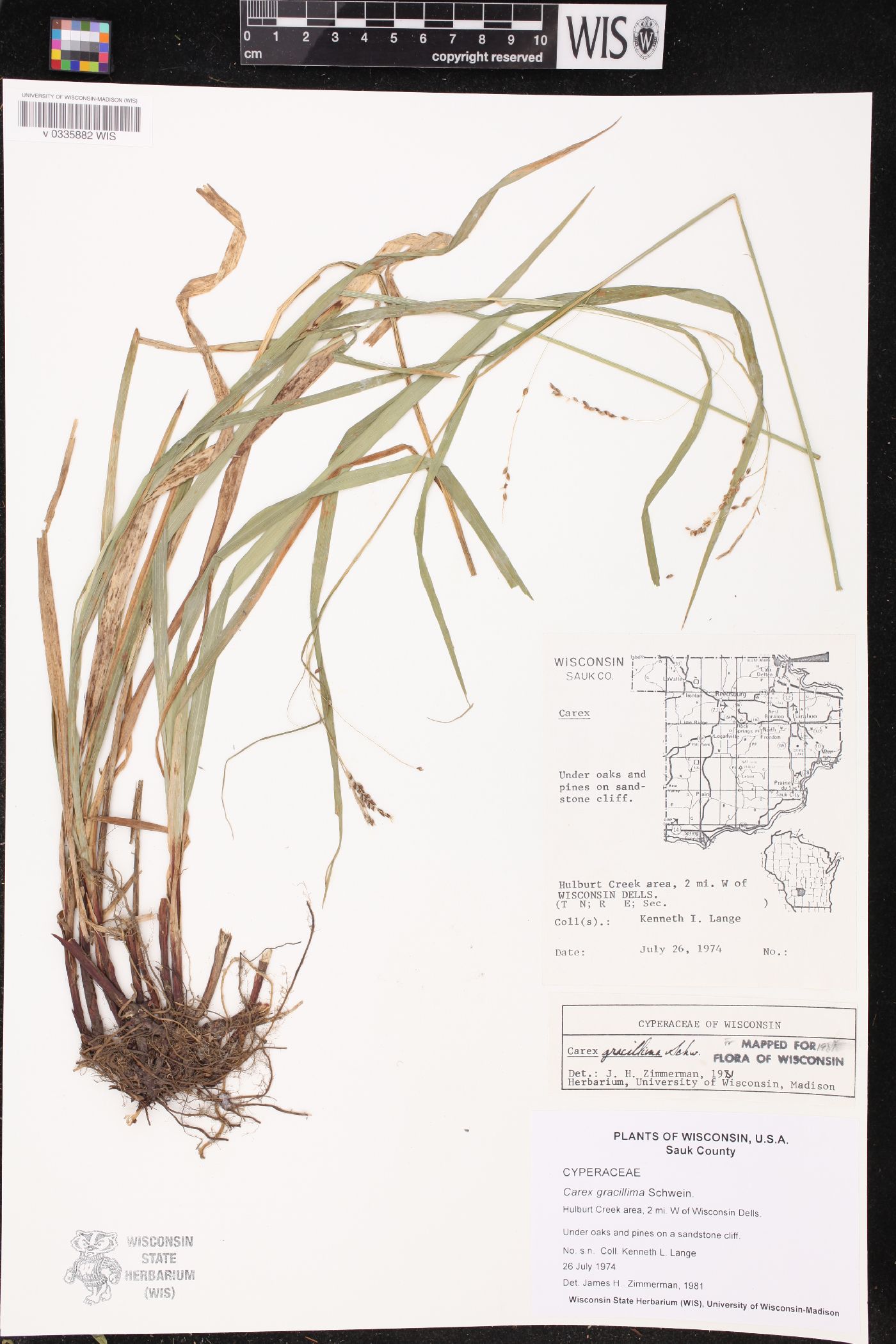 Carex gracillima image