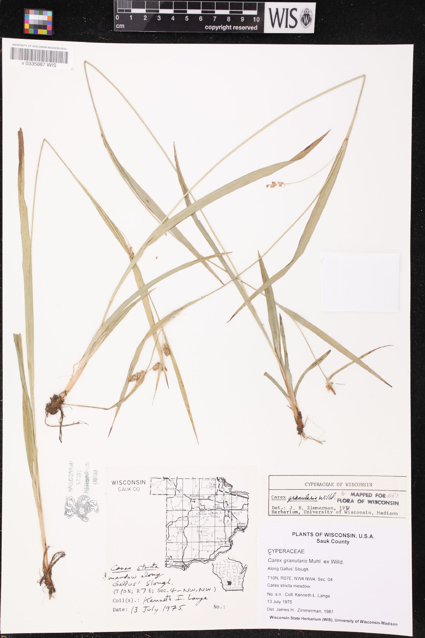 Carex granularis image