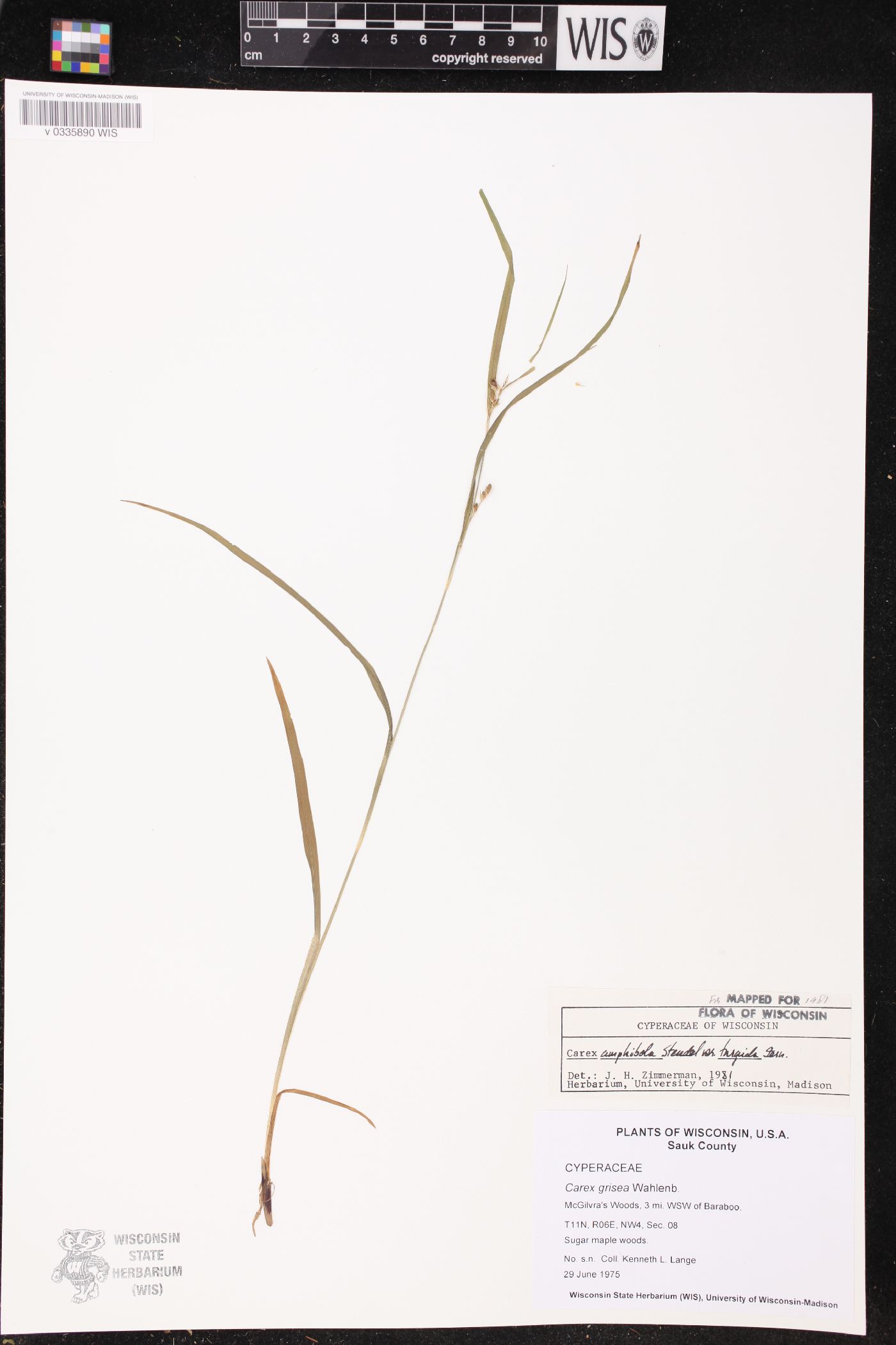 Carex grisea image