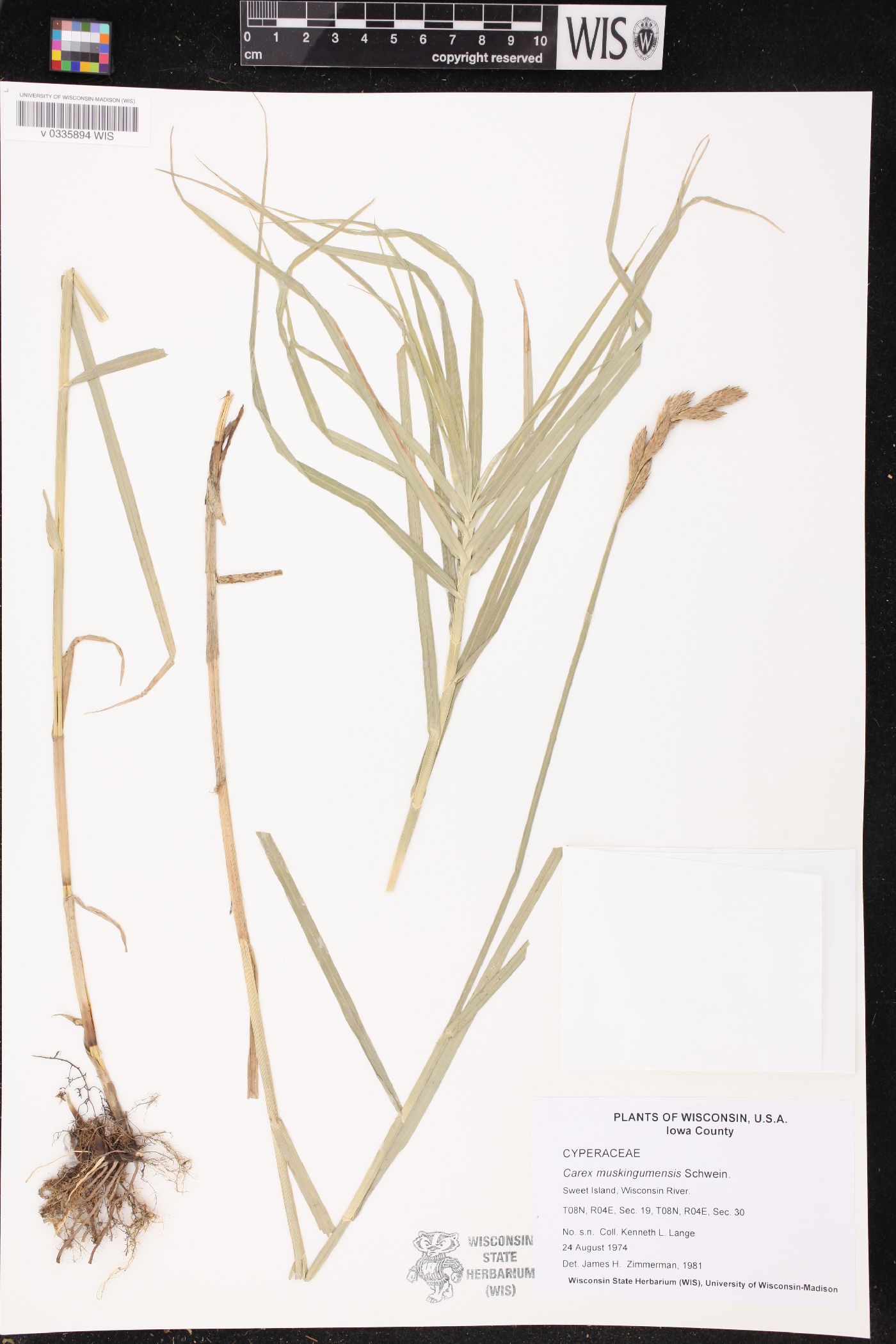 Carex muskingumensis image