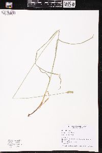 Carex normalis image