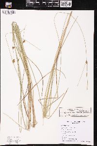 Carex oligosperma image