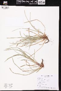 Carex pedunculata image