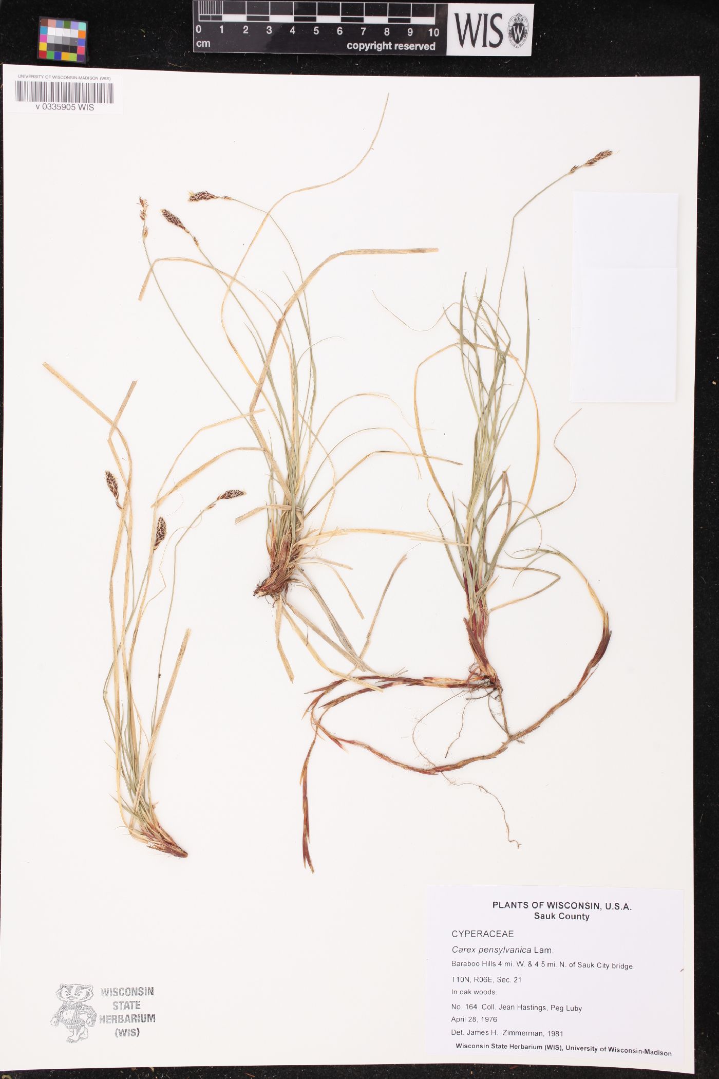 Carex pensylvanica image