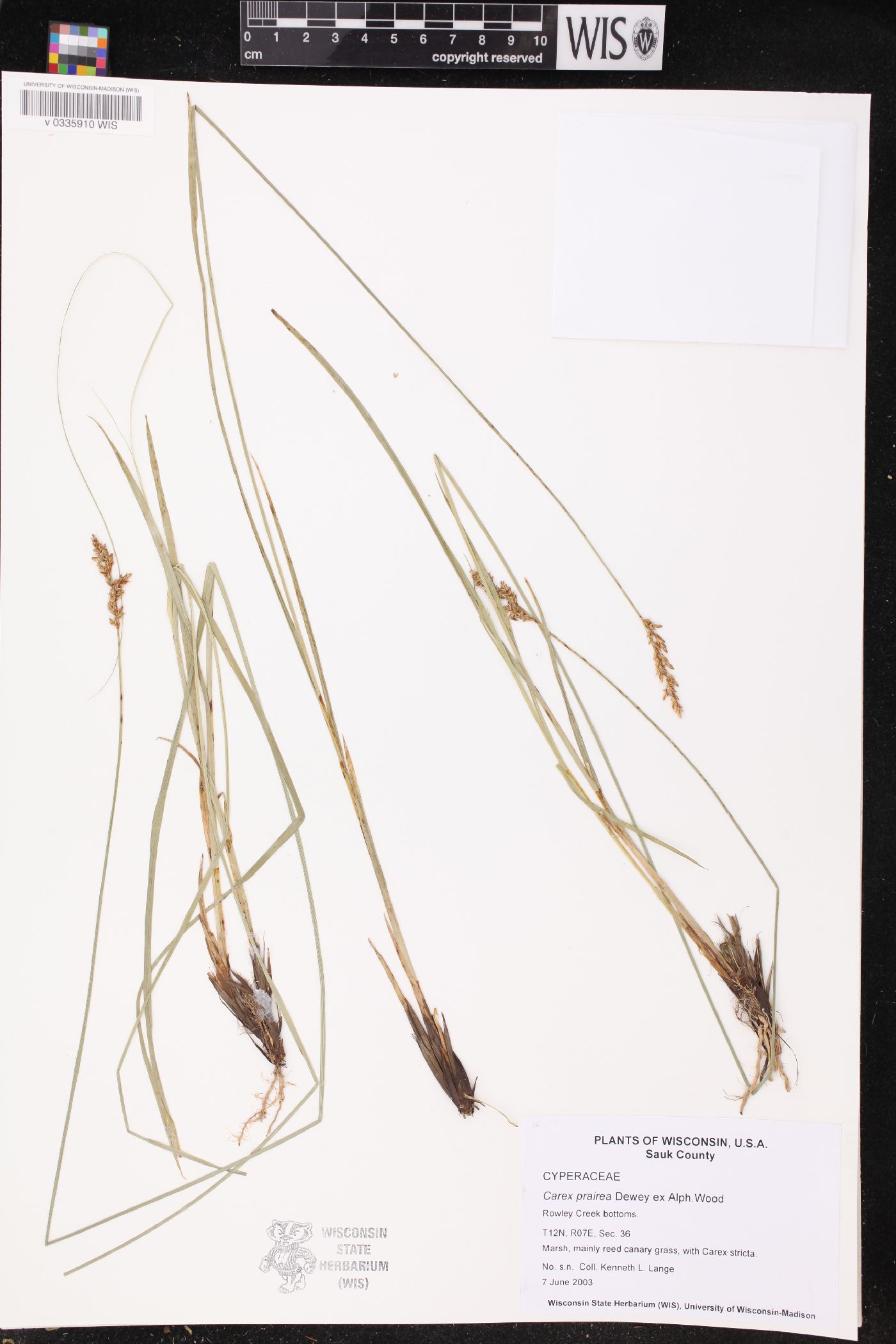 Carex prairea image